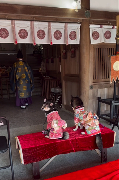 最後までお利口にご祈祷を受けていた豆柴たち
