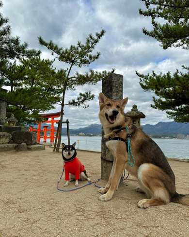広島旅行を楽しむ豆柴とウルフドッグ