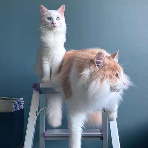 フーゴくんとアズーロくん