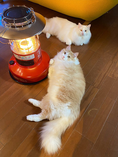 ストーブでぬくぬく