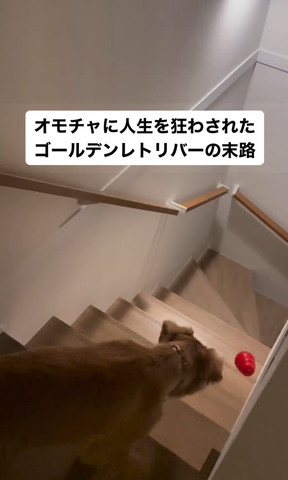 階段にいるワンコの後頭部