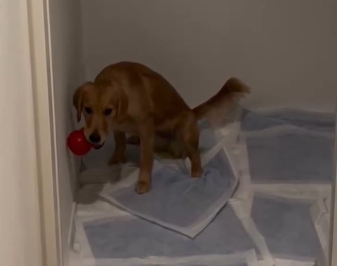 トイレにいるワンコ