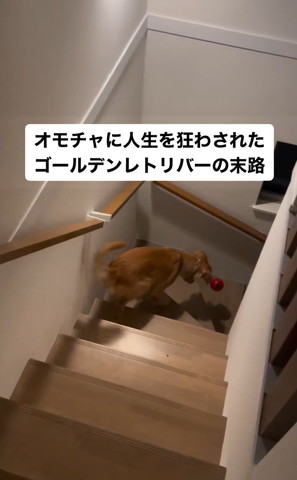 おもちゃ追いかけるワンコ横顔