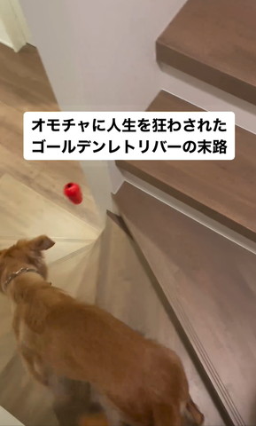 画面左下にワンコ