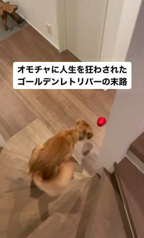 階段下でコングを見つめるワンコ上から