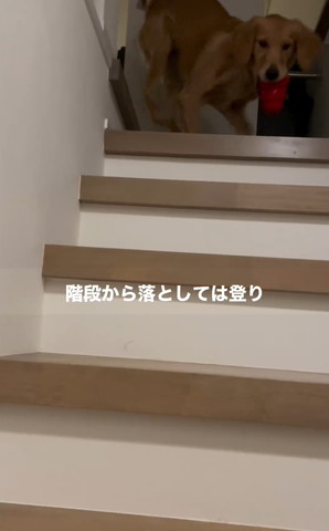 階段上でおもちゃくわえるワンコ
