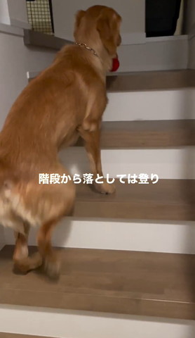 階段のぼるワンコ後ろ姿