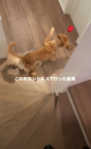 左足あげてるワンコ