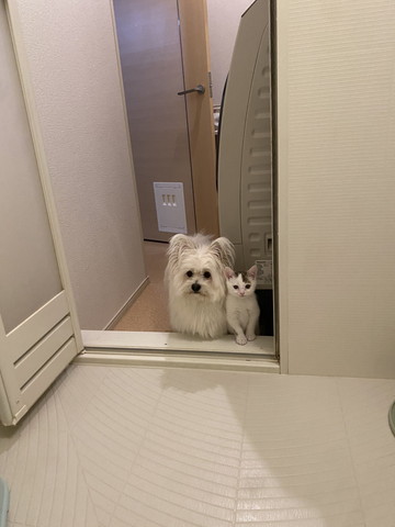 お風呂をのぞくワンコ猫