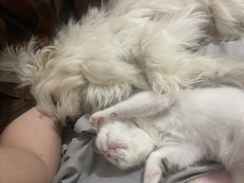 寝てる2匹子猫へそ天