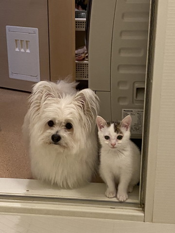 お風呂をのぞくワンコ猫アップ