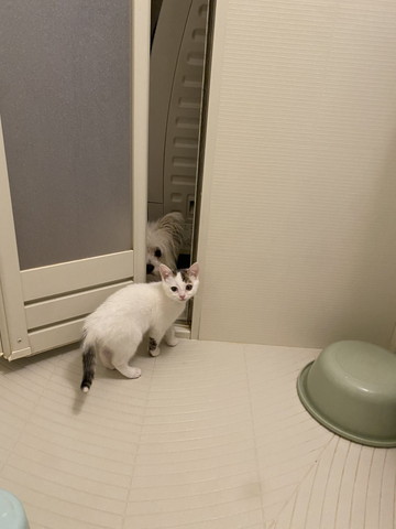 お風呂場に入る猫外にワンコ