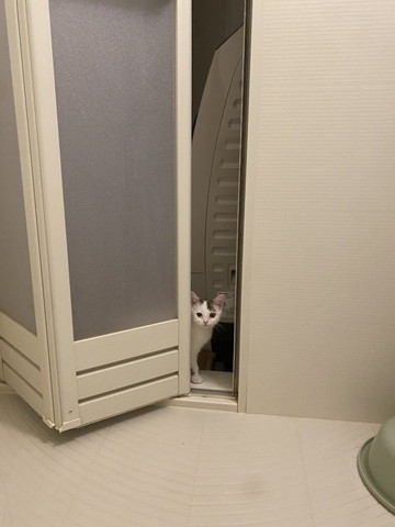 お風呂のぞく猫