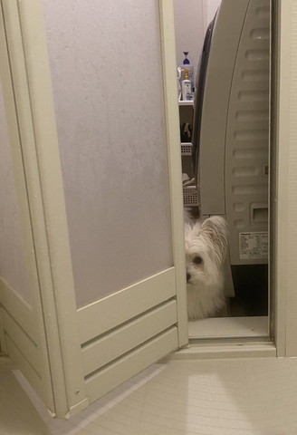 お風呂のぞくワンコ