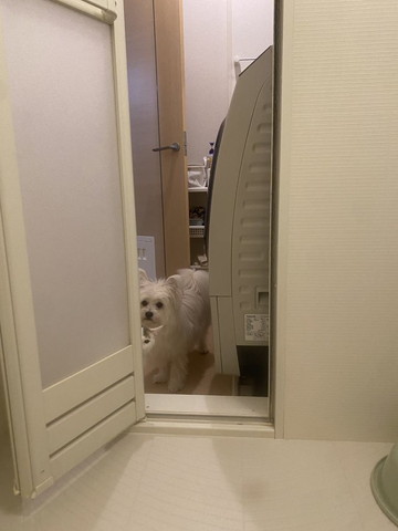 ワンコと猫隠れながらのぞく