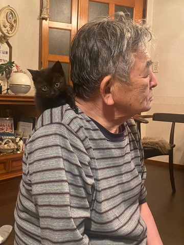 肩に乗ってる子猫