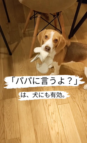 犬