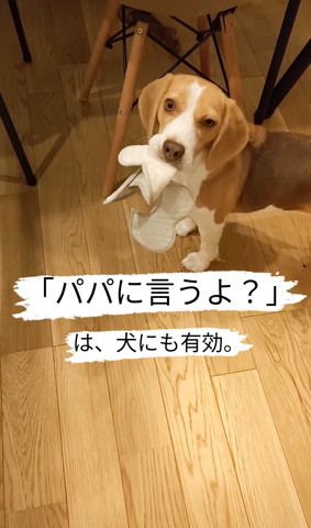 よだれかけくわえてるワンコ