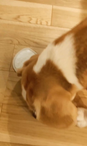 下向いてるワンコ