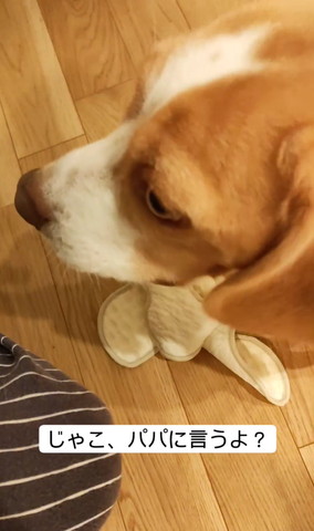 ワンコの横顔上から