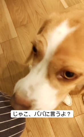 見上げてるワンコ