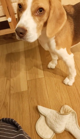 画面上部にワンコ