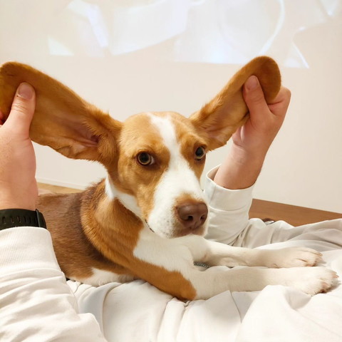 耳もたれてるワンコ