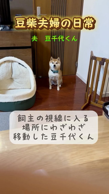 柴犬