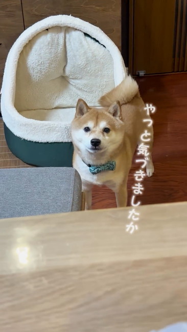 寄ってくる柴犬