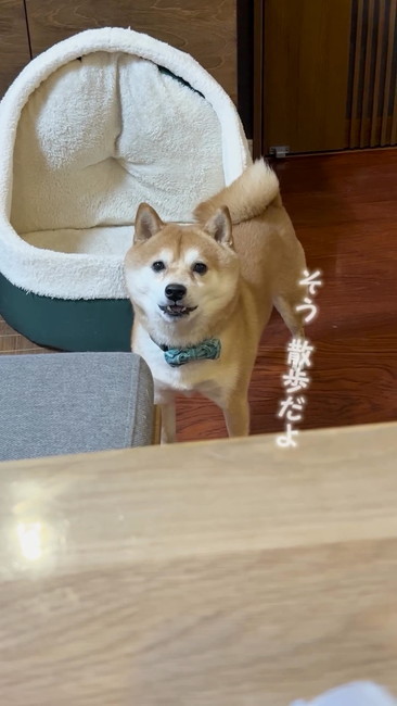 しゃべる柴犬