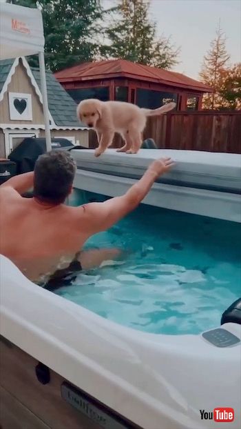 ウロウロするワンコ