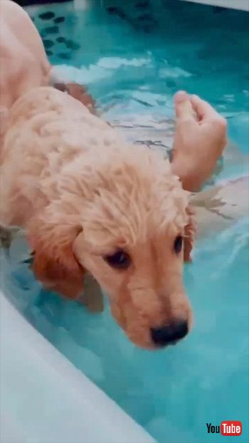 がんばったワンコ