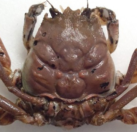 ヘイケガニアップ