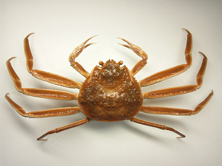 ズワイガニ剥製