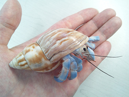 ヤドカリ剥製