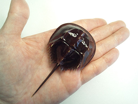 カブトガニ剥製