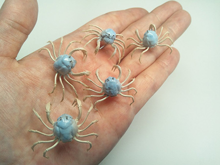 ミナミコメツキガニ