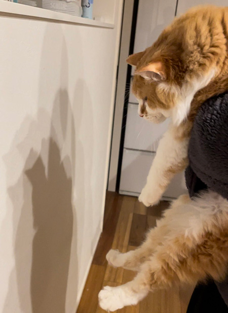 猫壁チャレンジ