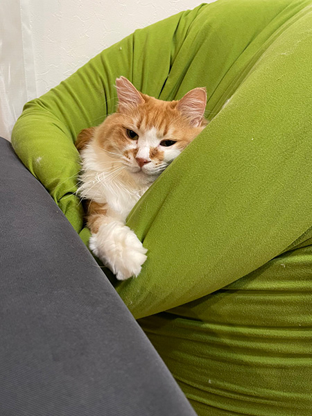 ビーズクッション