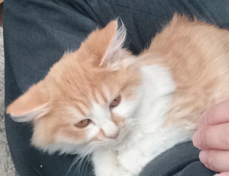 子猫の時の茶白猫ちゃん