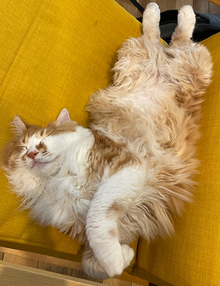 おなかを出してごろん