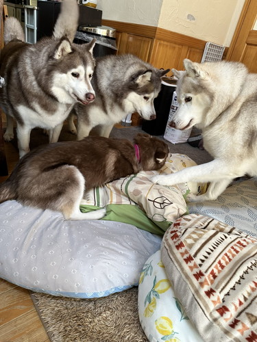 成犬シベリアンハスキーに囲まれる子犬のマリアンちゃん