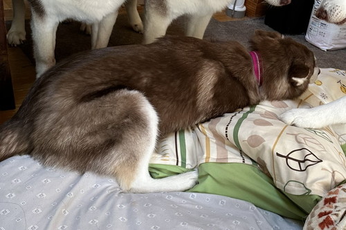 しっかり伏せているマリアンちゃん