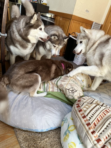 成犬に囲まれて伏せているマリアンちゃん