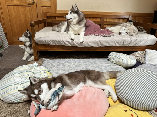 リビングでくつろぐシベリアンハスキーたち