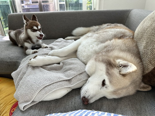 横になるヴィヴィアンくんと不服そうなマリアンちゃん