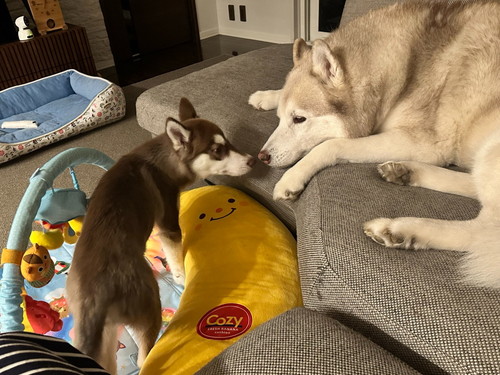 ヴィヴィアンくんとあいさつを交わすマリアンちゃん