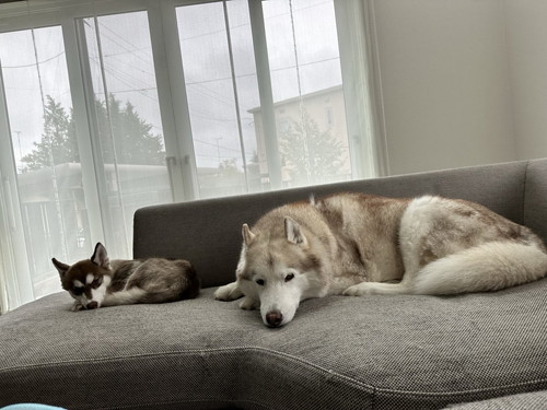 同じ姿勢で休むヴィヴィアンくんとマリアンちゃん