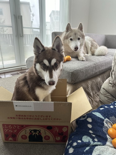 みかんのニオイがする段ボールに入るマリアンちゃん