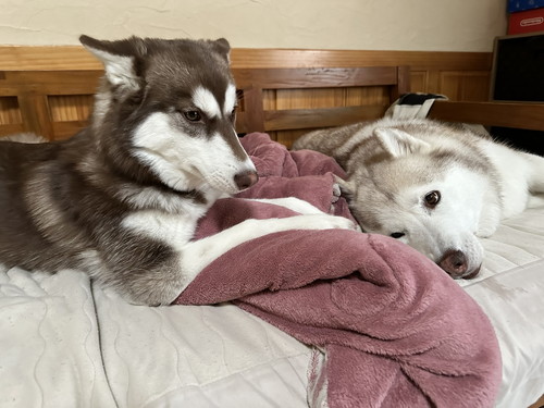 ソファの上でくつろぐ2頭